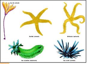 coral reef - ANDOLFS